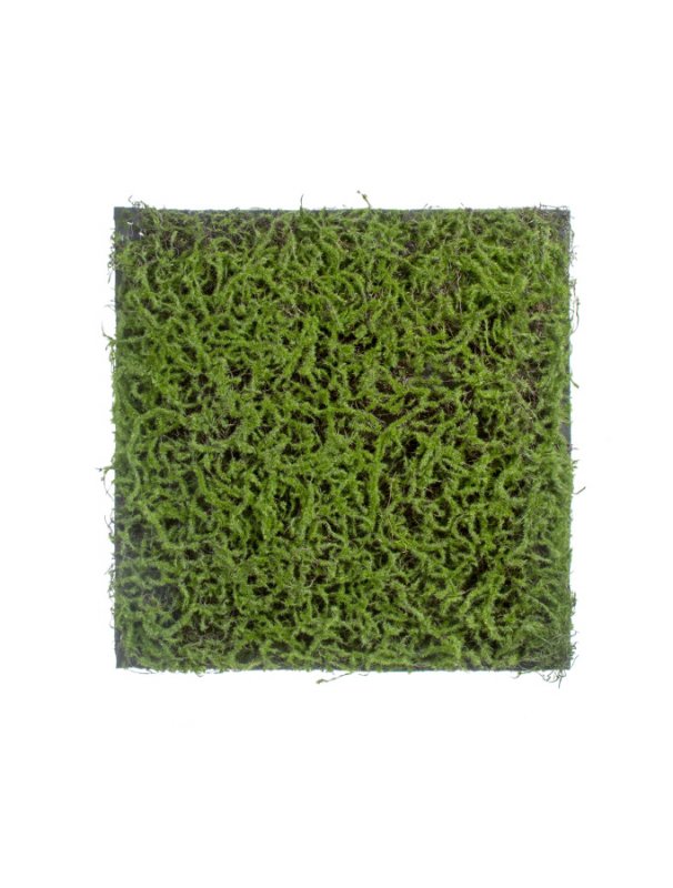 Мох Сфагнум Fuscum зелёный полотно 50x50 в интернет-магазине Decoram.ru Фото