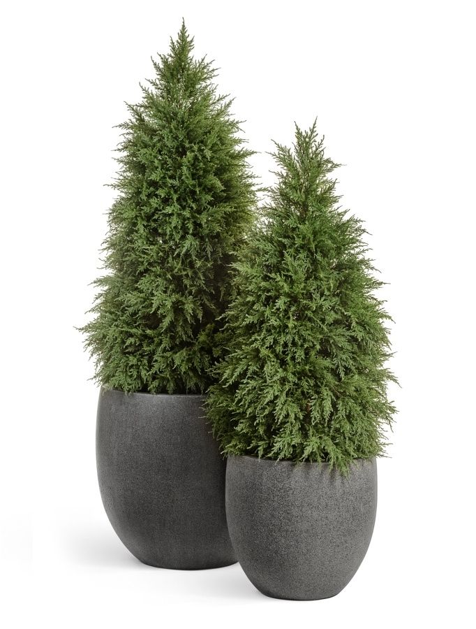 Кипарис Тауэр искусственный уличный новый H-135 см в интернет-магазине Decoram.ru Фото