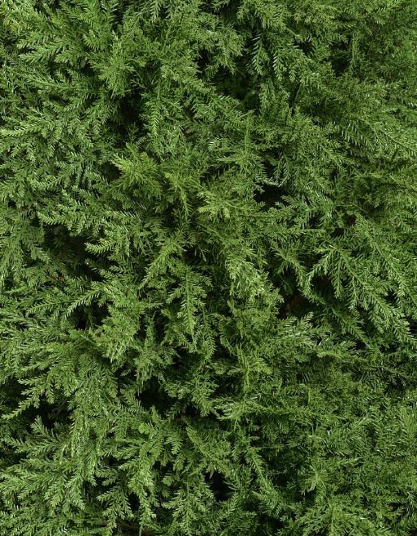Кипарис Тауэр искусственный уличный новый H-135 см в интернет-магазине Decoram.ru Фото